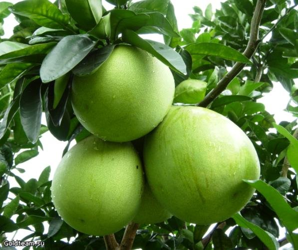  Помело (памела), полезный и вкусный экзотический фрукт 