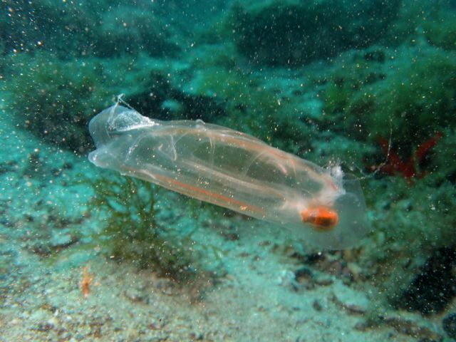 Прозрачное морское существо - Сальпа Маджоре (Salpa Maggiore) 