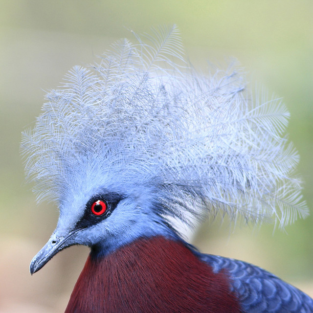  Венценосный голубь (Goura) 