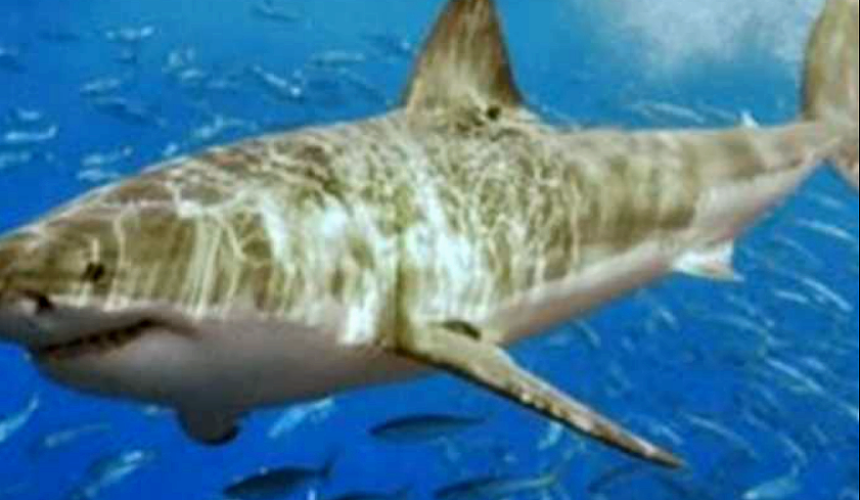 Египетские власти закрыли пляжи в Дахабе из-за появления акулы